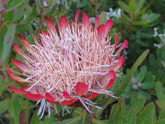 Protea susannae