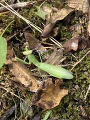 Hierodula patellifera patellifera