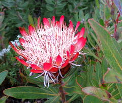 Protea susannae