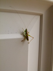 Conocephalus saltans