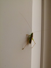 Conocephalus saltans