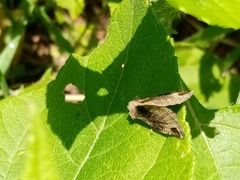 Plagiomimicus curiosum