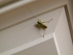 Conocephalus saltans