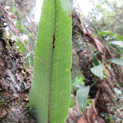 Serpocaulon levigatum