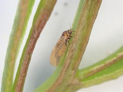 Ctenarytaina eucalypti