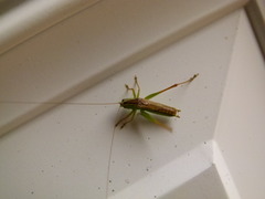 Conocephalus saltans