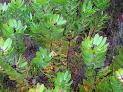 Leucospermum praecox