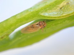 Ctenarytaina eucalypti