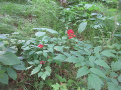 Actaea rubra rubra