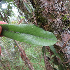 Serpocaulon levigatum