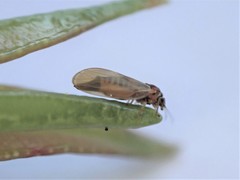 Ctenarytaina eucalypti