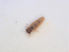 Ctenarytaina eucalypti