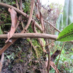Serpocaulon levigatum