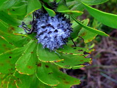 Leucospermum praecox