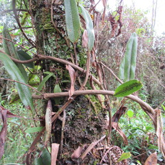 Serpocaulon levigatum