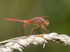 Sympetrum croceolum