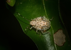 Bathrus variegatus