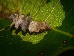 Eucyclodes