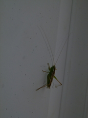 Conocephalus saltans