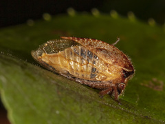 Stictocephala basalis