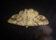 Aeolochroma melaleucae