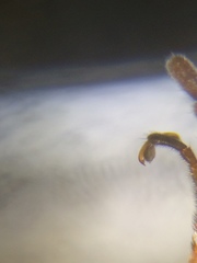 Cephaloon lepturides