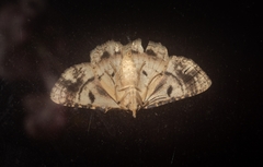 Aeolochroma melaleucae