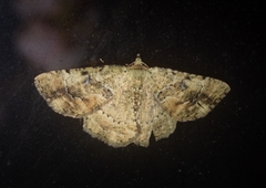 Aeolochroma melaleucae