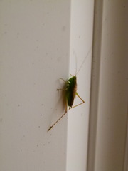 Conocephalus saltans