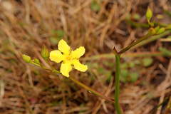 Liparophyllum exaltatum