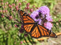 Danaus plexippus