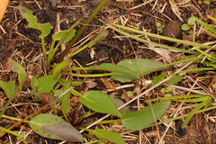 Liparophyllum exaltatum