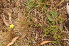 Liparophyllum exaltatum