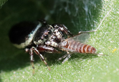 Sassacus papenhoei