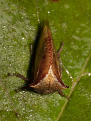 Stictocephala basalis