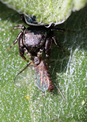 Sassacus papenhoei
