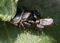 Sassacus papenhoei