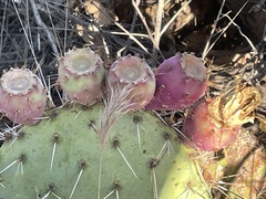 Opuntia × occidentalis
