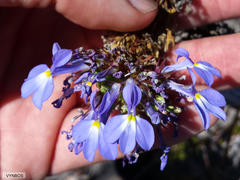 Lobelia valida