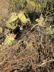 Opuntia × occidentalis