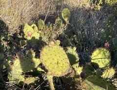 Opuntia × occidentalis