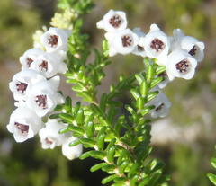 Erica formosa