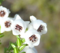 Erica formosa