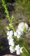 Erica formosa