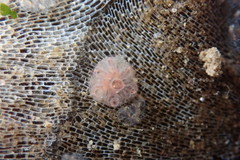 Distaplia occidentalis