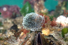 Schizobranchia insignis