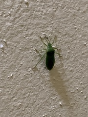 Savius rufomarginatus