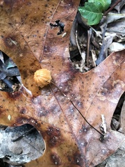 Marasmius fulvoferrugineus