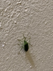 Savius rufomarginatus