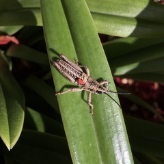 Monistria discrepans